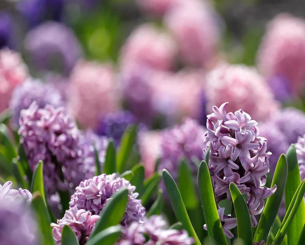 Large flower bed with multi-colored hyacinths, traditional easter flowers, flower background, easter background