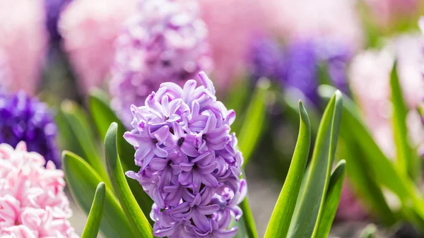 Велика Квіткова Ложа Багатокольоровими Гіацинтами Традиційні Пасхальні Квіти Квітковий Фон — стокове фото