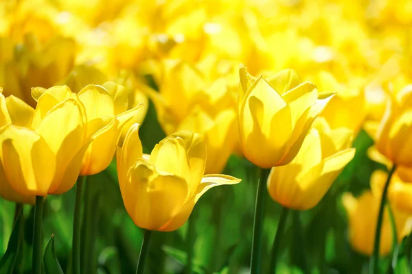 Όμορφο Φωτεινό Κίτρινο Πεδίο Τουλίπες Άνοιξη Πασχαλινό Λουλούδι Φόντο Επιλεκτική — Φωτογραφία Αρχείου