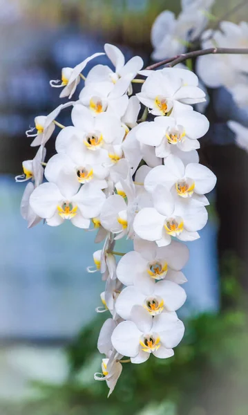 Bella Grande Orchidea Bianca Phalenopsis Con Molte Fioriture — Foto Stock