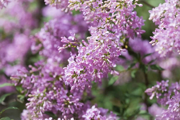 芳香のあるライラックの花 シリンガ バルガリス 選択的焦点 春の背景 — ストック写真