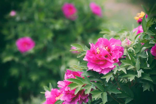 Bright Rose Fuchsia Color Peony Flower Paeonia Suffruticosa Tree Peony — Stock Photo, Image