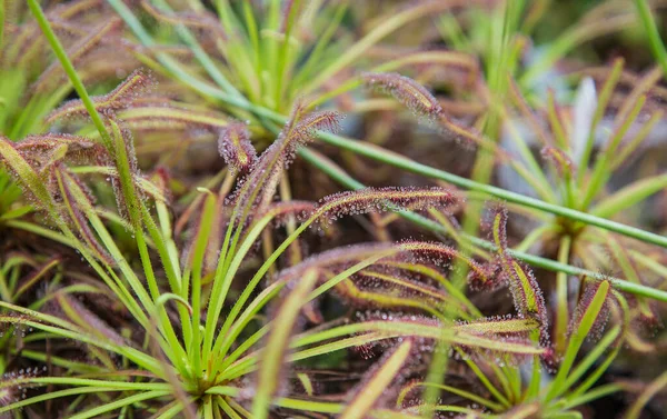 Drosera Capensis Известный Мыс Солнечная Роса — стоковое фото