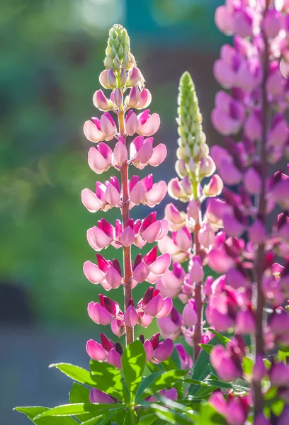 Closeup Colorful Pink Blooming Lupine Flowers — Stock Photo, Image