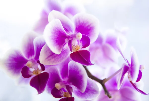 Rosa Phalaenopsis Fiore Del Orchid Del Dendrobium Della Falena Nell — Foto Stock