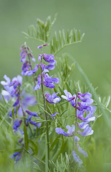 Hrášek Myš Květiny Nebo Vicia Cracca Nebo Pták Modrá Nebo — Stock fotografie