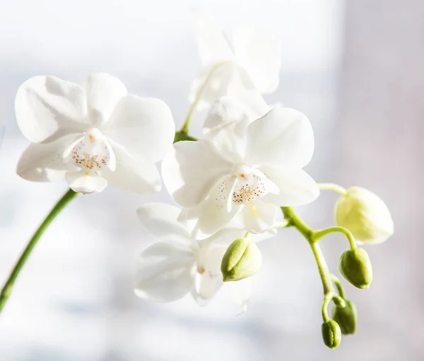 Phalaenopsis Bianco Fiore Del Orchid Del Dendrobium Della Falena Nell — Foto Stock