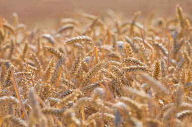 Yazın sonunda güneşli bir günde bir tarlada altın sarısı olgunlaşmış buğday ya da çavdar. Ukrayna buğdayını kapat. Tarım alanı arkaplanı.