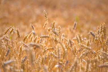 Yazın sonunda güneşli bir günde bir tarlada altın sarısı olgunlaşmış buğday ya da çavdar. Ukrayna buğdayını kapat. Tarım alanı arkaplanı.