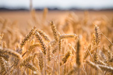 Yazın sonunda güneşli bir günde bir tarlada altın sarısı olgunlaşmış buğday ya da çavdar. Ukrayna buğdayını kapat. Tarım alanı arkaplanı.