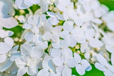 Beyaz taze çiçek ortancasını ya da hortensiyi kapatın. Bahçe çiçeği arka planı. Bahçıvanlık.