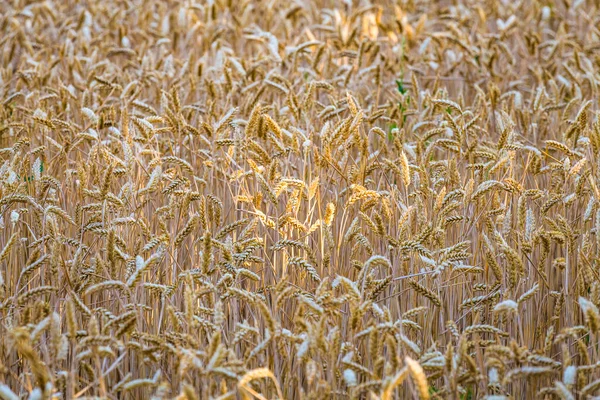 在阳光明媚的夏末 麦田里的金黄色成熟的麦穗或黑麦 接近乌克兰人的小麦 农业领域背景 — 图库照片