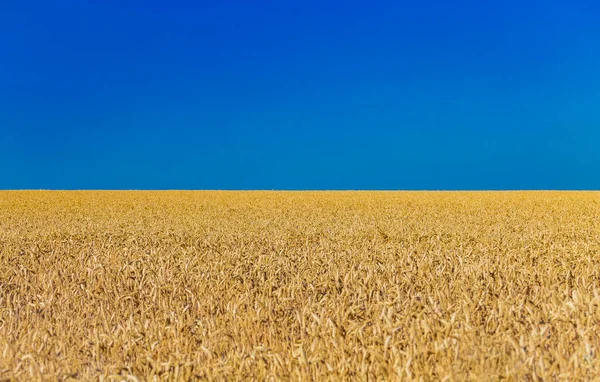 Closeup Harvest Ripe Golden Wheat Rye Ears Clear Blue Sky — Stock Photo, Image