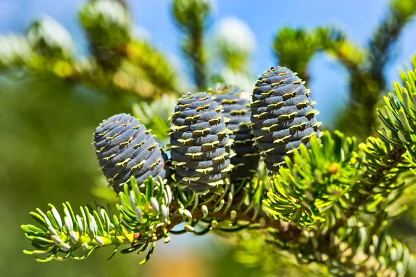 Close Young Blue Cones Branches Fir Abies Koreana Korean Fir — Stock Photo, Image