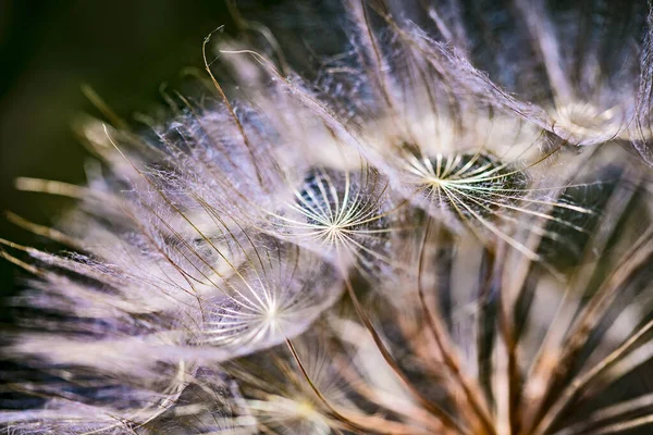 Colorful Abstract Nature Background Dandelion Flower Seeds Extreme Closeup Soft — Stock Photo, Image