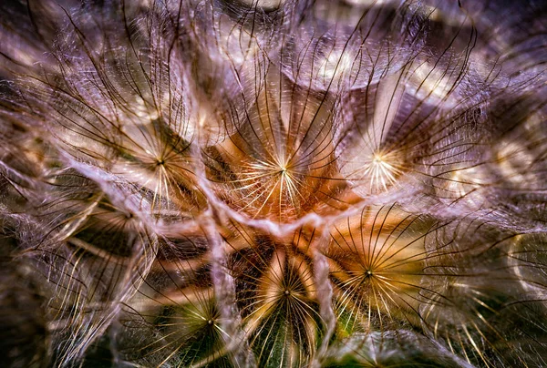 カラフルな抽象的な自然背景 タンポポの花の種極端なクローズアップ 柔らかい焦点 美しい自然詳細 フィールドの非常に浅い深さ — ストック写真
