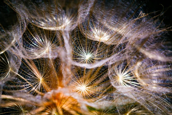 Colorato Sfondo Della Natura Astratta Dente Leone Semi Fiore Estremo — Foto Stock