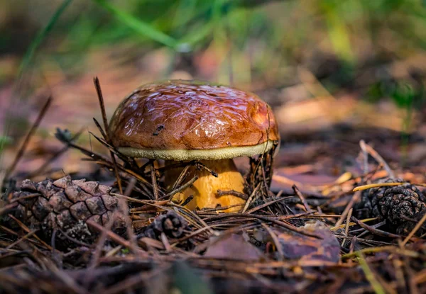 可食的草菇 靠近森林背景的草菇 — 图库照片