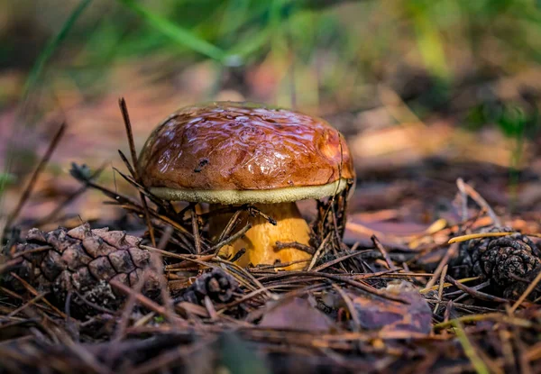 Paddestoel Boletus Edulis Eetbare Paddestoel Boletus Close Achtergrond Van Het — Stockfoto