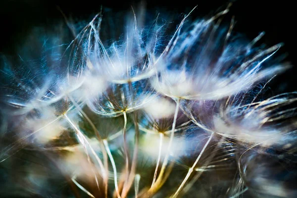 カラフルな抽象的な自然背景 タンポポの花の種極端なクローズアップ 柔らかい焦点 美しい自然詳細 フィールドの非常に浅い深さ — ストック写真