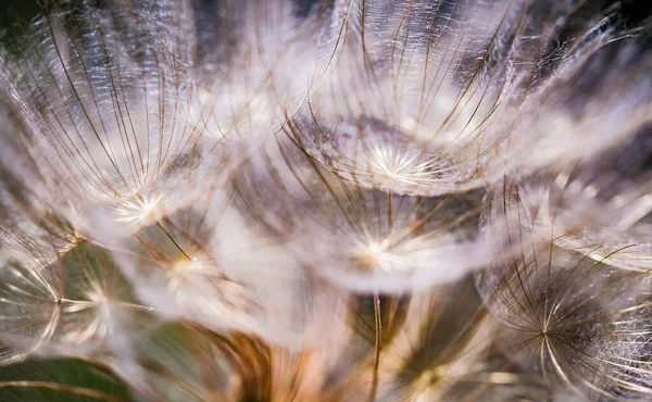 Colorato Sfondo Della Natura Astratta Dente Leone Fiore Soffice Semi — Foto Stock