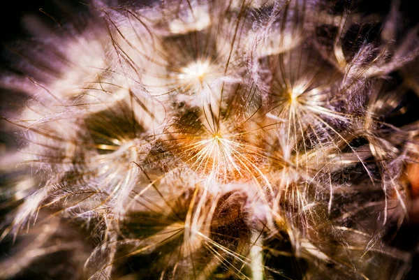 Colorful Abstract Nature Background Dandelion Flower Seeds Extreme Closeup Soft — Stock Photo, Image