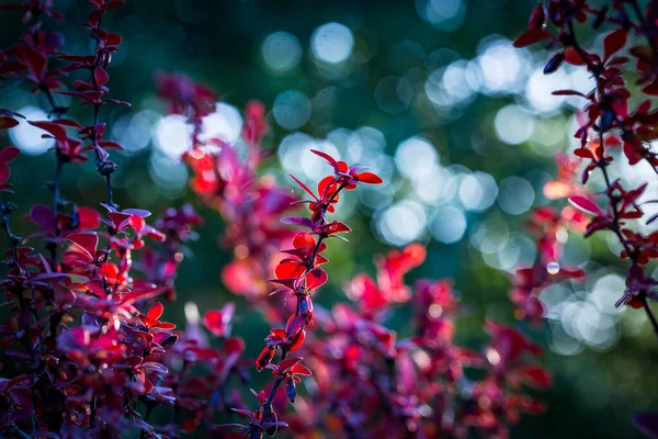 Barberry New Red Leaves Small Flowers Branch Spring Branch Red — Stock Photo, Image