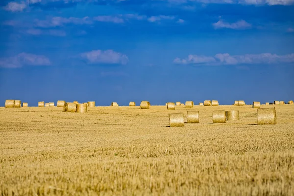 Large Cylindrical Straw Hay Bales Countryside Yellow Wheat Field Summer — Stock Photo, Image