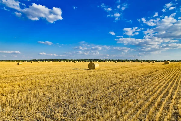 Large round cylindrical straw or hay bales in countryside on yellow wheat field in summer or autumn after harvesting on sunny day. Straw used as biofuel, biogas, animal feed, construction material.