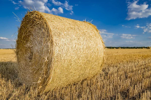 Large Cylindrical Straw Hay Bales Countryside Yellow Wheat Field Summer — Stock Photo, Image