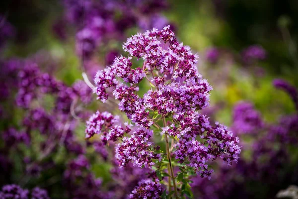 Fioletowe Kwiaty Ziół Kulinarnych Leczniczych Oregano Origanum Vulgare Łące — Zdjęcie stockowe