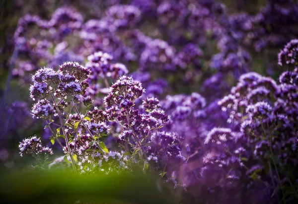 草甸中的紫色草本植物和药草Oregano Origanum Vulgare — 图库照片