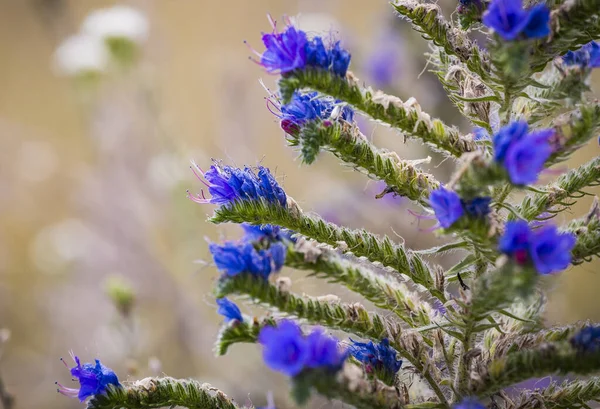 Echium Vulgare Znany Jako Błękit Żmii Niebieskie Kwiaty Niebieskie Bliska — Zdjęcie stockowe