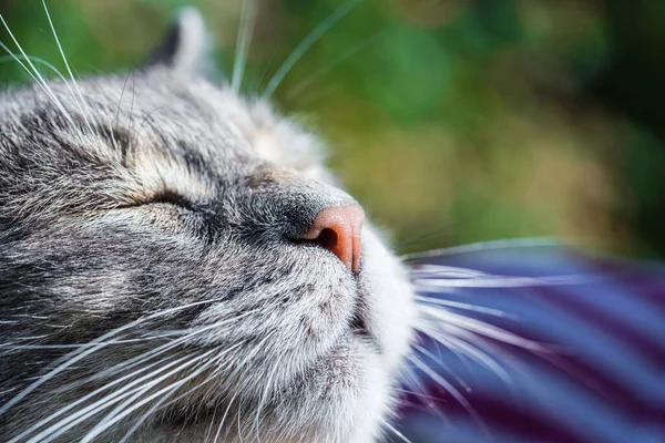 近距离观察一只快乐的灰色家猫斜视在阳光下的宏观画像 绿色自然背景 — 图库照片