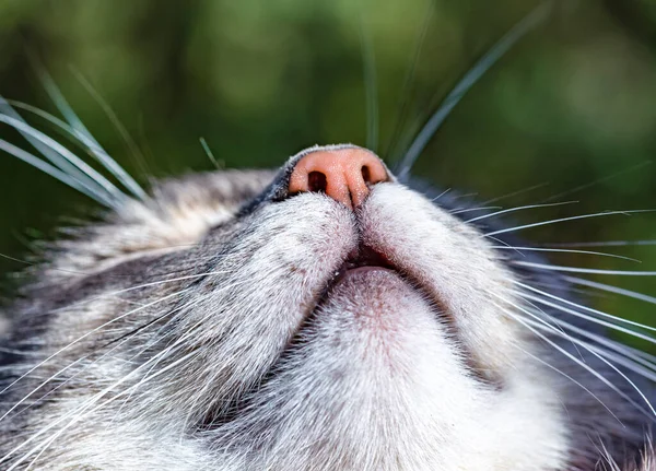 灰猫的鼻子和嘴的宏观特写 猫抬头看 把注意力集中在鼻子和嘴上 — 图库照片