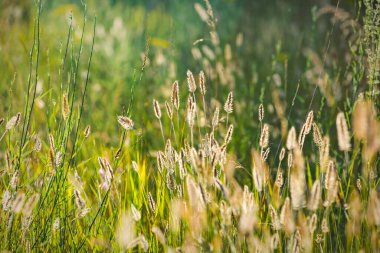 Doğa, otla birlikte çok renkli çiçek soyut arka planını bulanıklaştırdı. Minimalizm. Seçici odak.