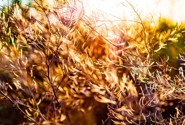 Nature blurred multicolored floral abstract background for desight and decoration. Minimalism. Selective focus. Sunlight