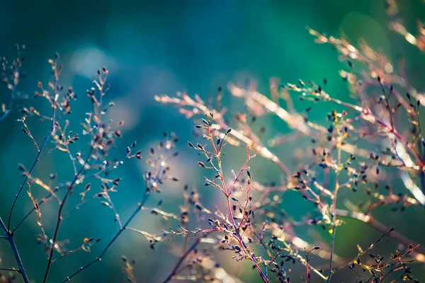 草で自然にぼやけた多色の花の抽象的な背景 ミニマリズム 選択的焦点 — ストック写真