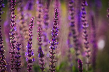 Mor adaçayı çiçekleri ya da yazın çayırda gün ışığında salvia. Seçici yumuşak odaklanma. Bulanık arkaplan.
