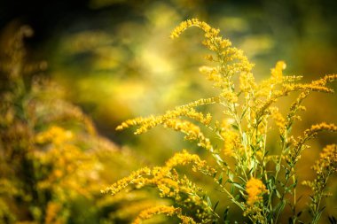Doğa, otla birlikte çok renkli çiçek soyut arka planını bulanıklaştırdı. Minimalizm. Seçici odak.