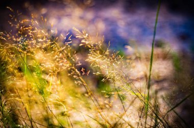 Doğa, otla birlikte çok renkli çiçek soyut arka planını bulanıklaştırdı. Minimalizm. Seçici odak.