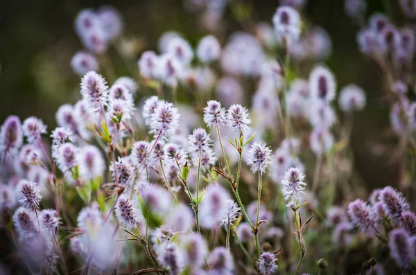 Wild Blooming Trifolium Arvense Flowers Commonly Known Hares Foot Clover — Stock Photo, Image