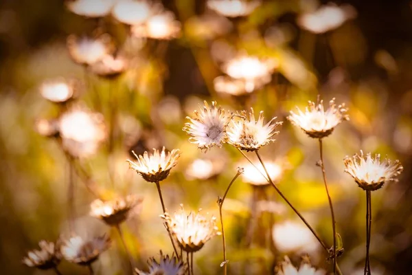 Nature Blurred Multicolored Floral Abstract Background Grass Minimalism Selective Focus — Stock Photo, Image