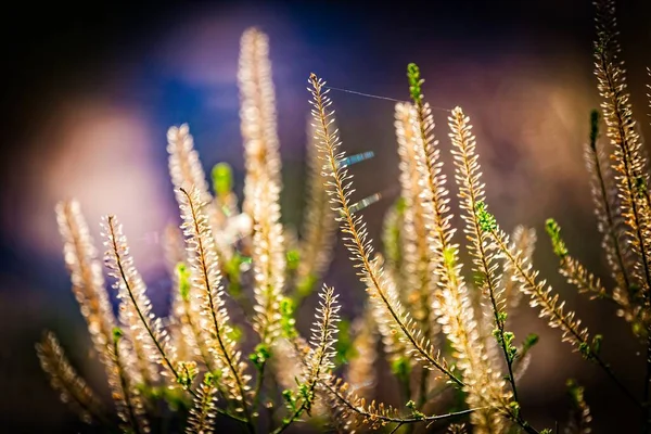 Natura Sfocata Multicolore Sfondo Floreale Astratto Con Erba Minimalismo Focus — Foto Stock