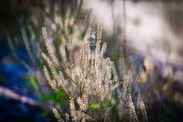 Nature Blurred Multicolored Floral Abstract Background Grass Minimalism Selective Focus — Stock Photo, Image