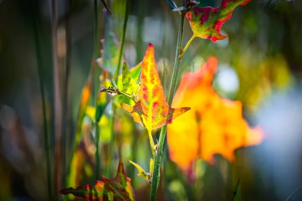 Autumn Green Leaves Sunlight Nature Blurred Autumn Golden Multicolored Floral — Stock Photo, Image