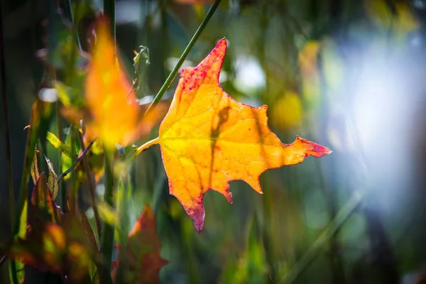 秋天的绿叶在阳光下 大自然模糊了秋天五彩斑斓的花朵抽象的背景来设计和装饰 简约主义有选择的重点 — 图库照片