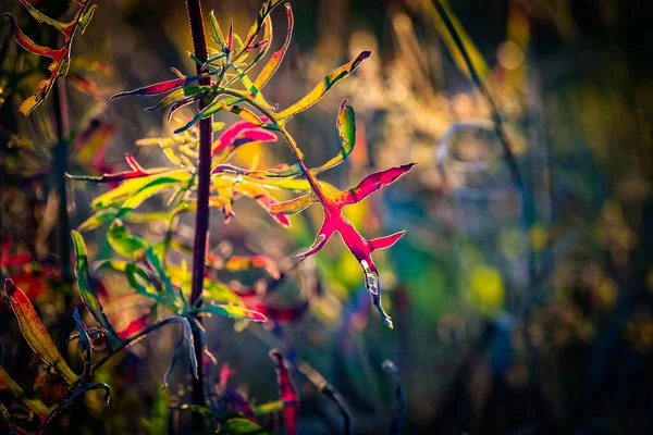 Осіннє Червоне Листя Сонячному Світлі Природа Розмиває Осінній Золотистий Різнокольоровий — стокове фото