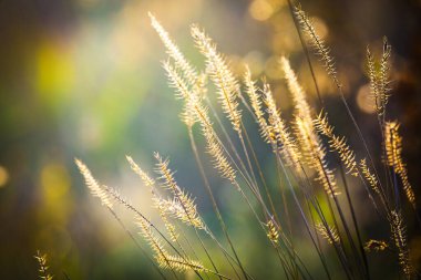 Doğa arzu ve dekorasyon için çok renkli çiçeklerin soyut arkaplanını bulanıklaştırdı. Minimalizm. Seçici odaklanma. Güneş ışığı.