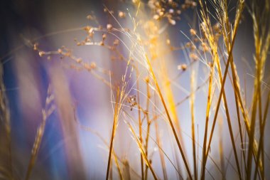 Doğa arzu ve dekorasyon için çok renkli çiçeklerin soyut arkaplanını bulanıklaştırdı. Minimalizm. Seçici odaklanma. Güneş ışığı.